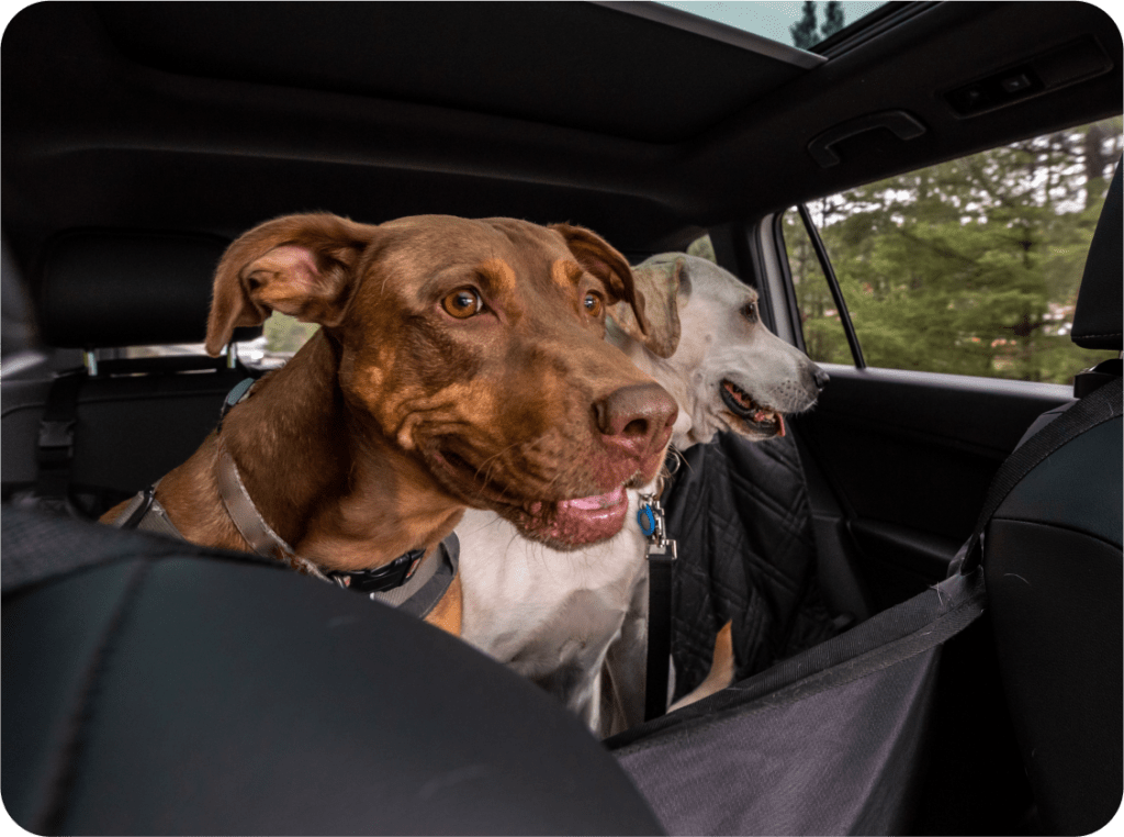 dogs enjoying a car ride